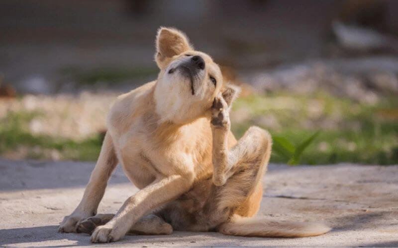 Signs of a Flea Infestation in Your Home​