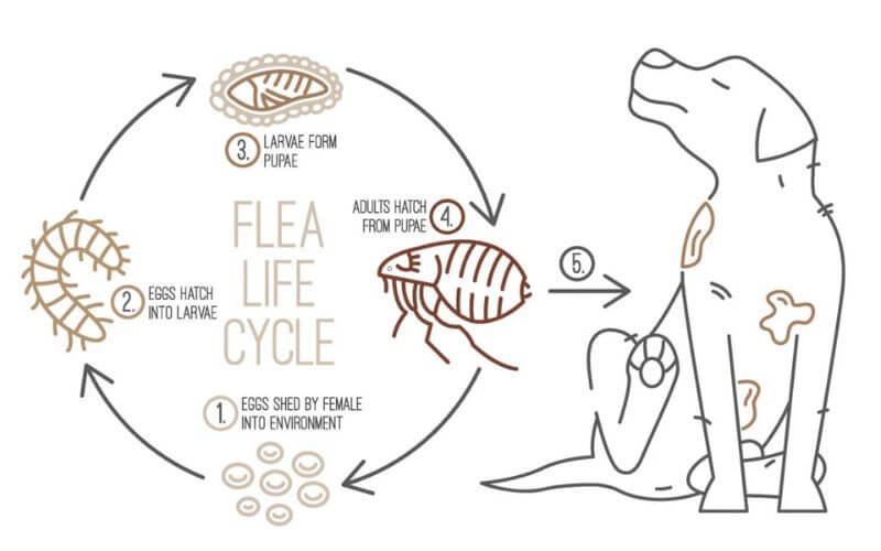 Understanding the Flea Life Cycle