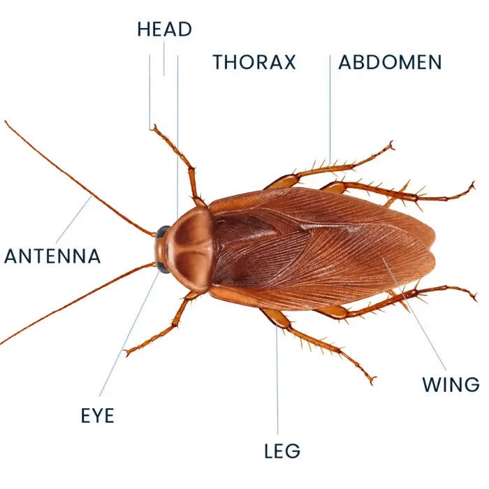 Cockroaches Facts - Pest removal Toronto
